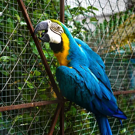 Panama House Bed & Breakfast-3
